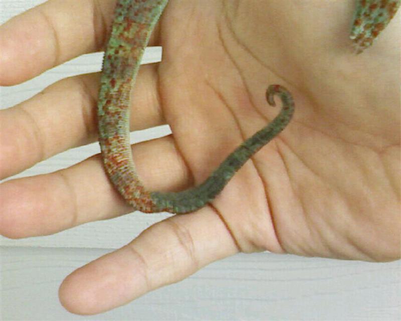 Discoloration in tail2