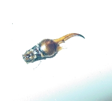 IS THIS A CLAW OR PART OF AN INSECT?