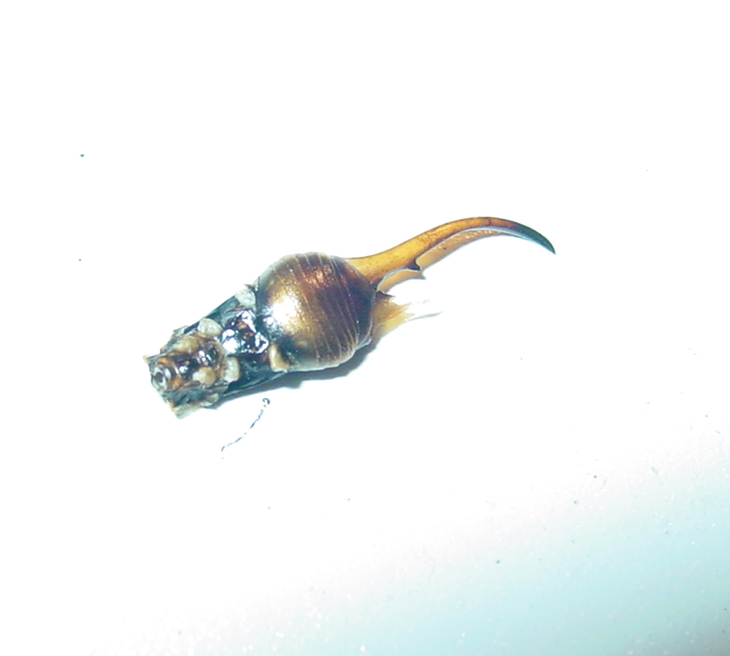 IS THIS A CLAW OR PART OF AN INSECT?
