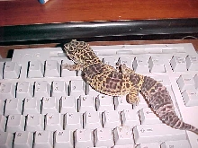 Juno on my keyboard