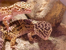 Sebastion on top of Juno