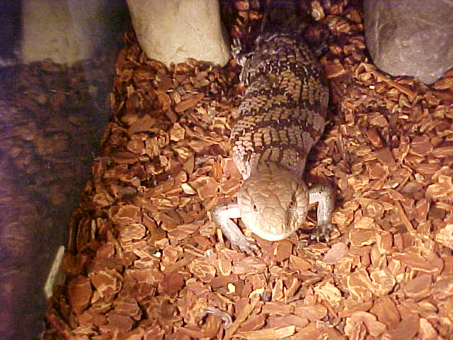 Ceasar The blue tongued skink