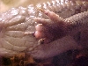 ceasars foot