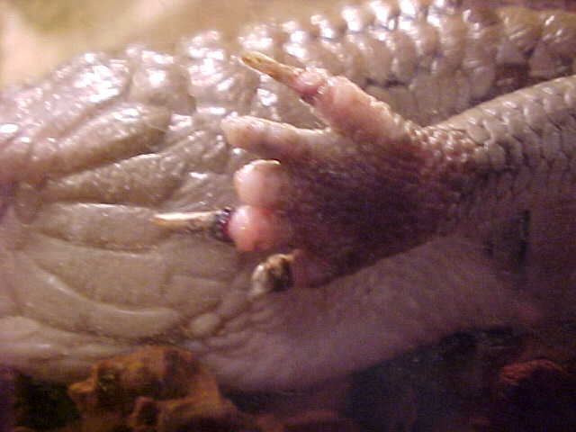 ceasars foot
