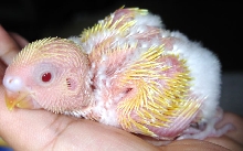 Baby Lutino