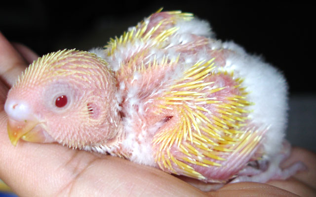 Baby Lutino