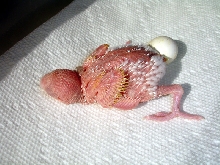 Baby Budgie