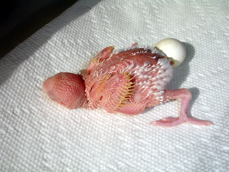 Baby Budgie
