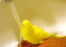 Lutino budige takes shower