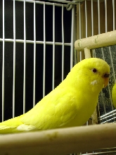 Female Lutino