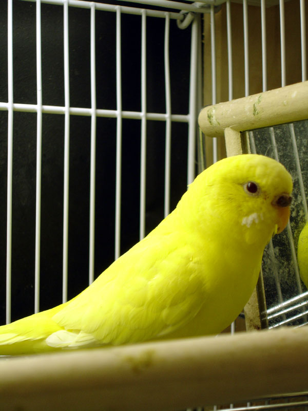 Female Lutino