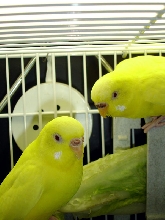 Female lutino budgies