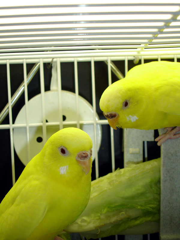 Female lutino budgies