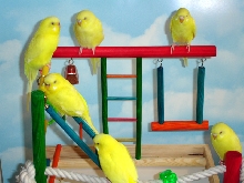 Family of Lutino Budgies