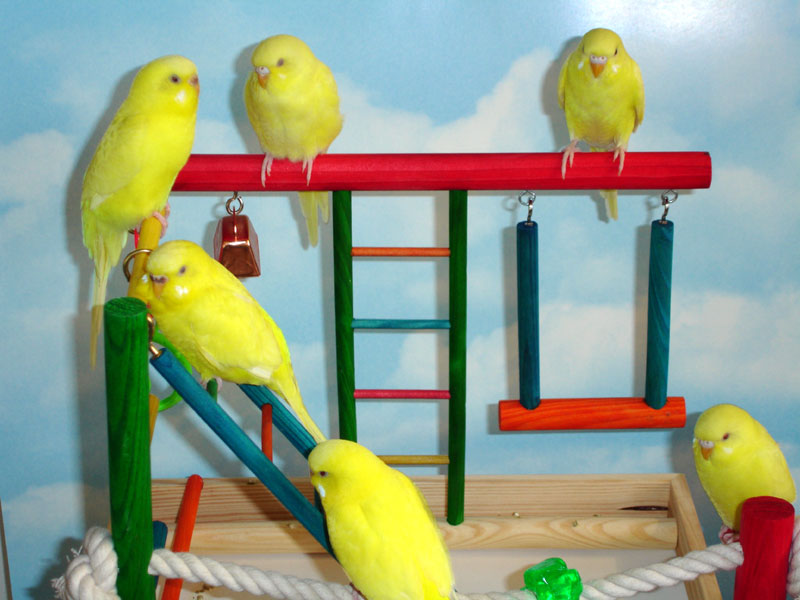 Family of Lutino Budgies
