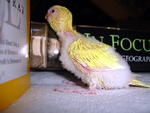 Baby budgie "studying"