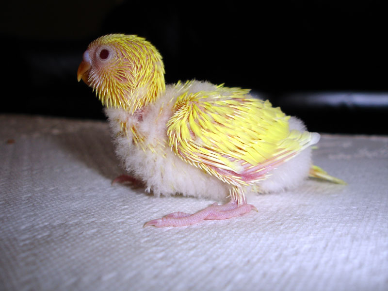 Three week old baby