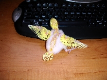 Typing is hard for baby budgie