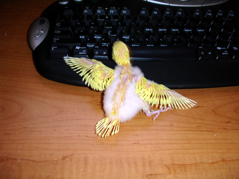 Typing is hard for baby budgie