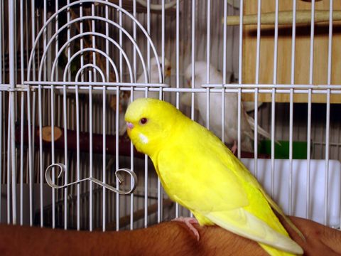 Franky and next cage neighbors.