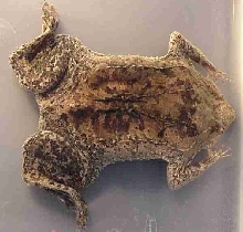 Surinam Toad (Pipa sp.)