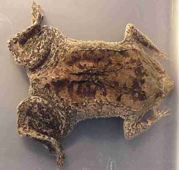 Surinam Toad (Pipa sp.)