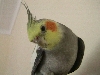 Cricket 8 months old