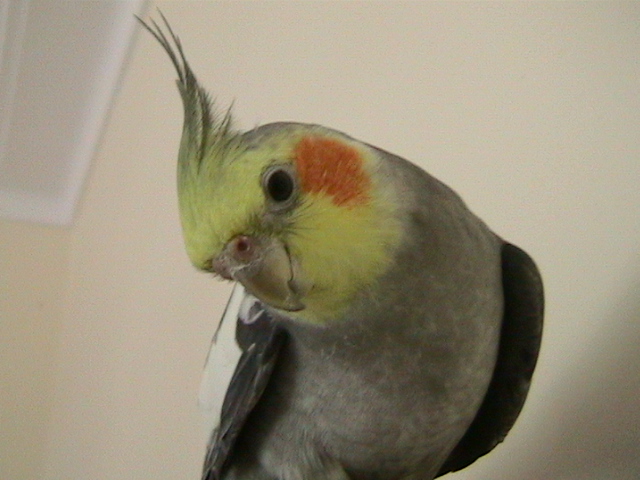 Cricket 8 months old