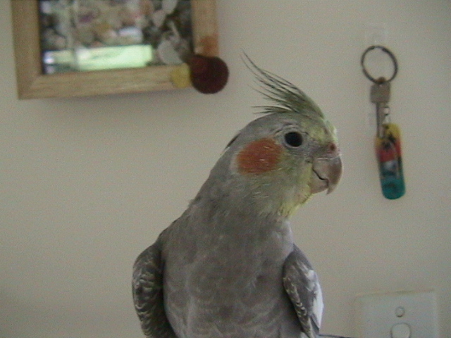 Cricket 4 months old