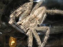 Uknown spider