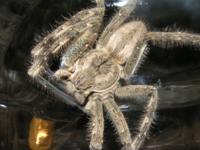 Uknown spider