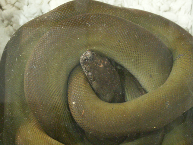Papuan python