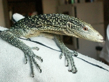 Veranus boehmei