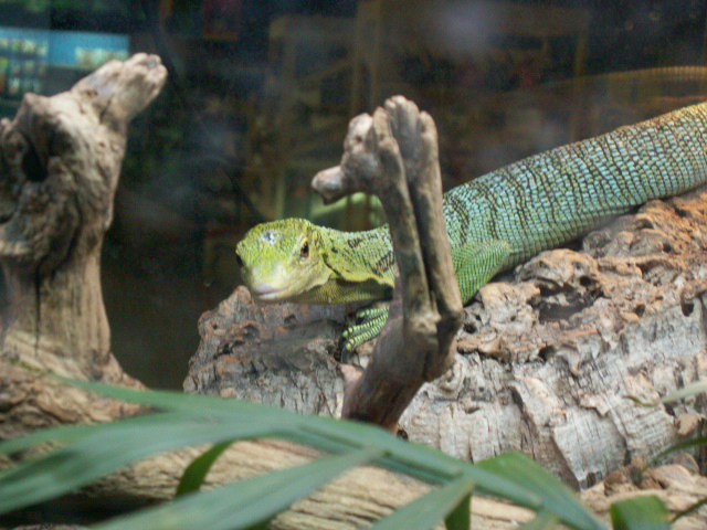 Veranus prasinus