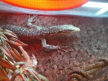 Veranus boehmei