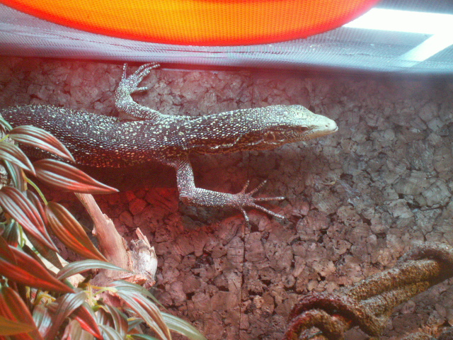 Veranus boehmei