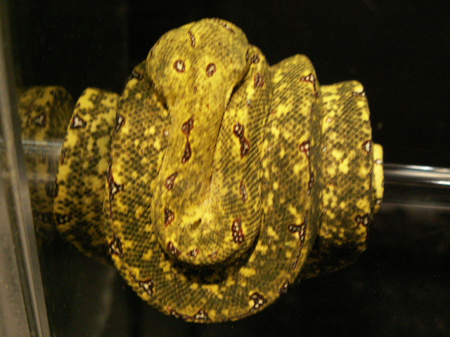 GTP