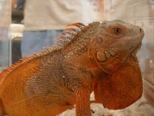 iguana