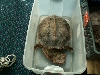 Chelus fimbriatus