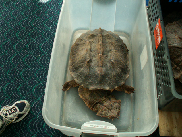 Chelus fimbriatus