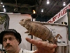 Oustalets Chameleon