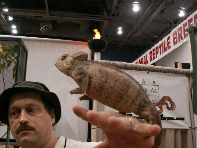 Oustalets Chameleon