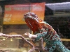 Panther chameleon