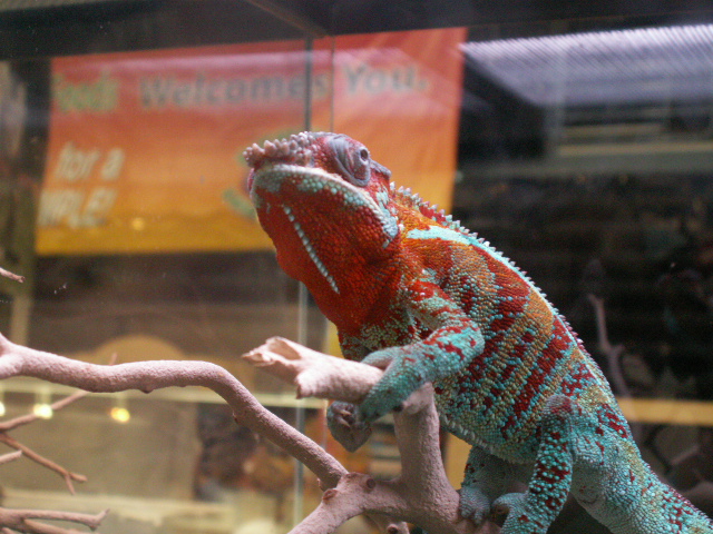 Panther chameleon