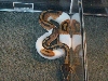 Ball Python