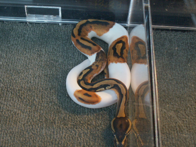 Ball Python