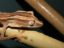 lineatus