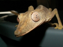 Uroplatus lineatus