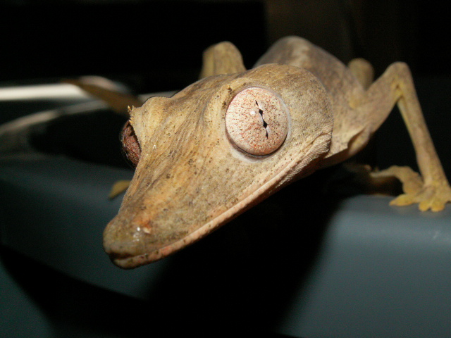 Uroplatus lineatus