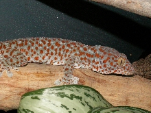 Tokay